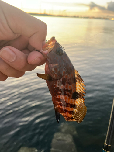 アコウの釣果