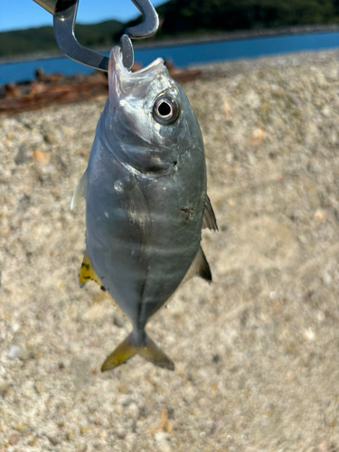 メッキの釣果