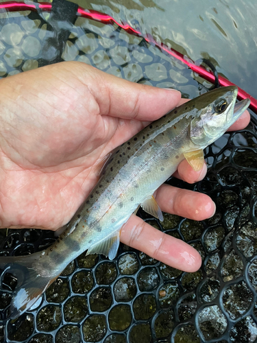 アマゴの釣果