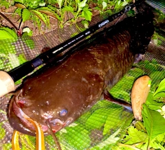 ナマズの釣果