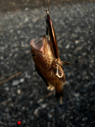 オオモンハタの釣果