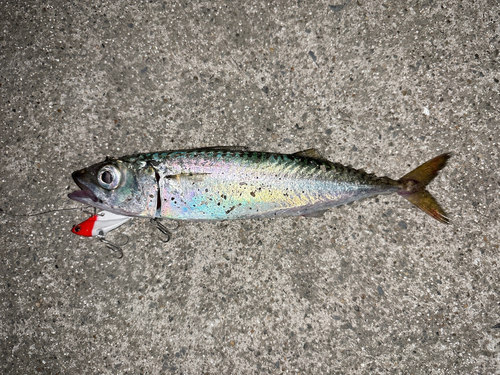 サバの釣果