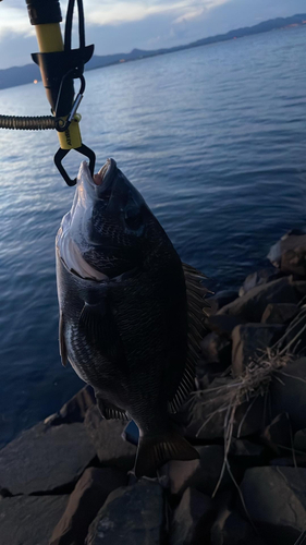 チヌの釣果