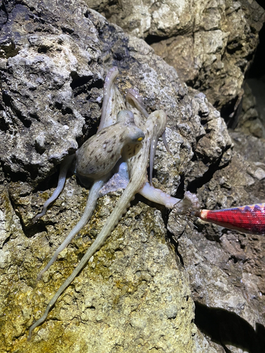 タコの釣果