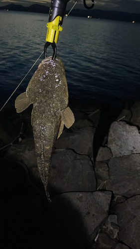 マゴチの釣果