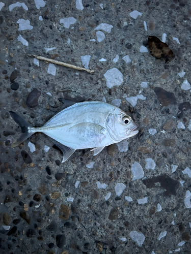 ロウニンアジの釣果