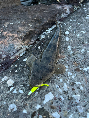 マゴチの釣果