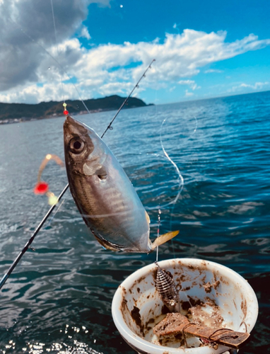 マアジの釣果