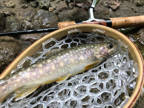 イワナの釣果