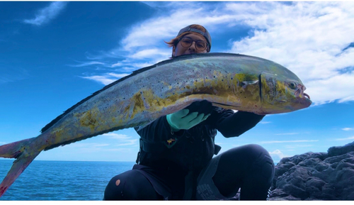 シイラの釣果