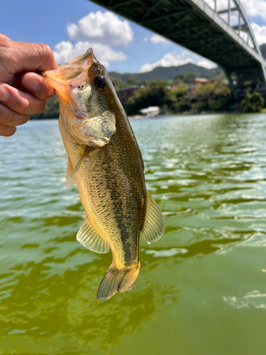 ラージマウスバスの釣果