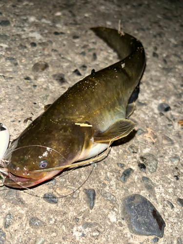 ナマズの釣果