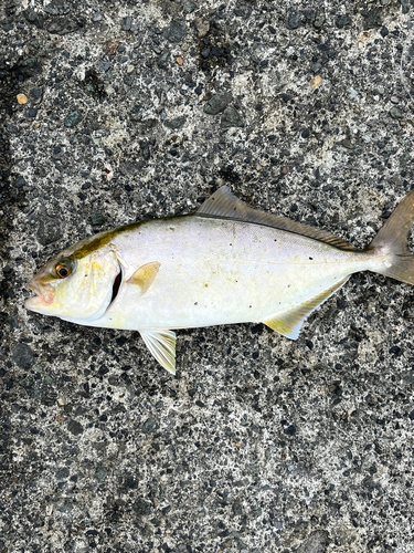 カンパチの釣果