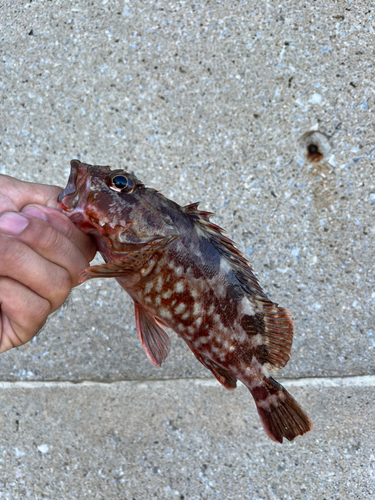 アラカブの釣果