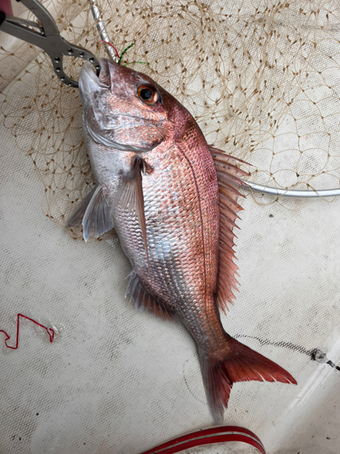 マダイの釣果