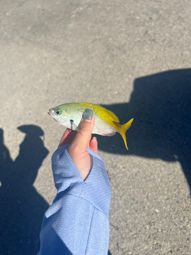 ウメイロモドキの釣果