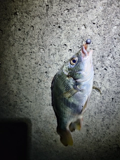 キビレの釣果