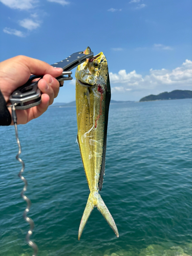 シイラの釣果