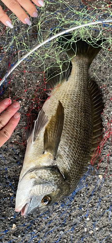 クロダイの釣果