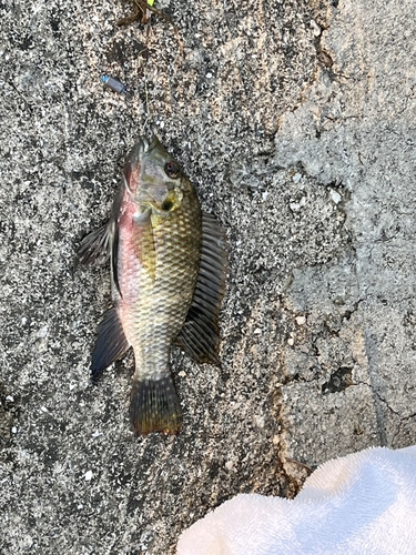 ジルティラピアの釣果