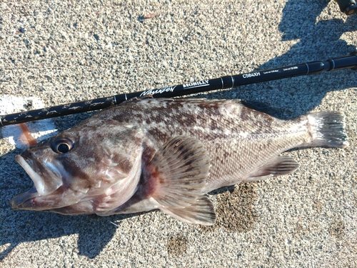 クロソイの釣果