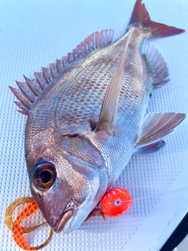 マダイの釣果