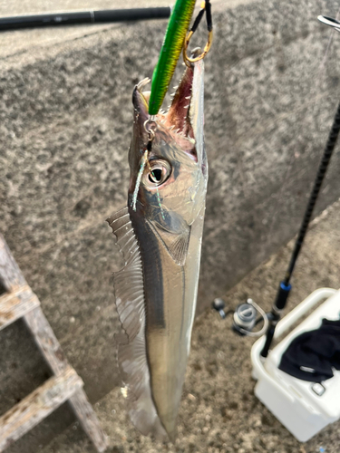 タチウオの釣果