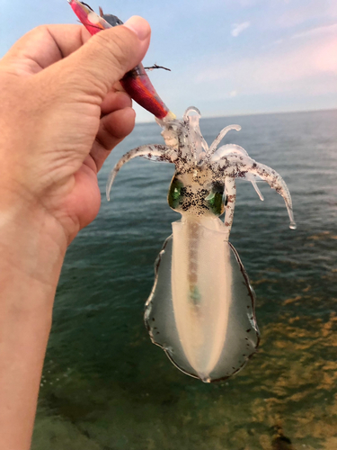 アオリイカの釣果