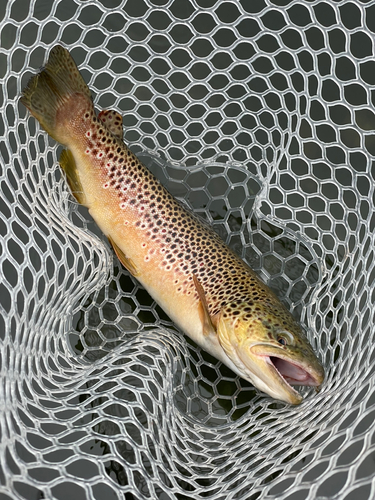 ブラウントラウトの釣果