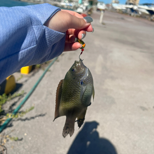 スズメダイの釣果