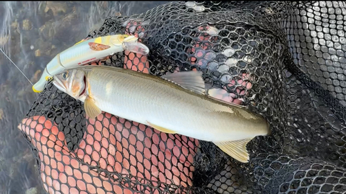 アユの釣果