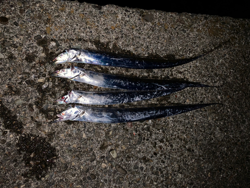 タチウオの釣果