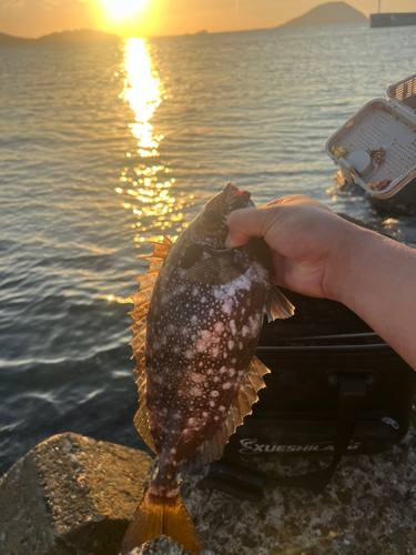 バリの釣果