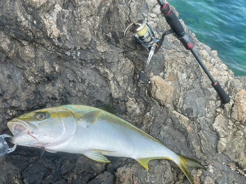 ヒラマサの釣果