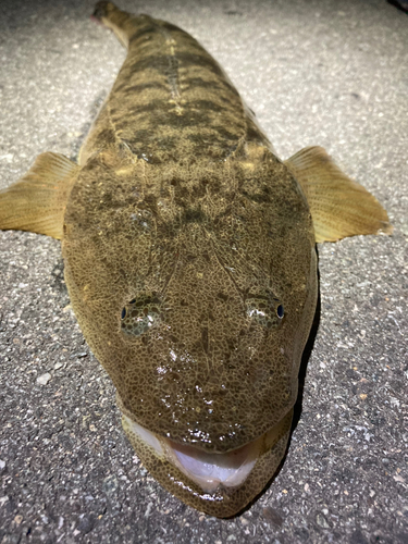 マゴチの釣果