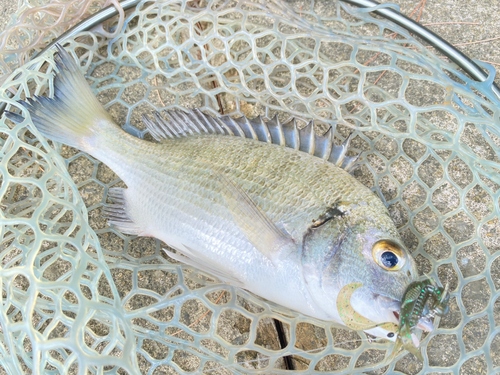 ミナミクロダイの釣果