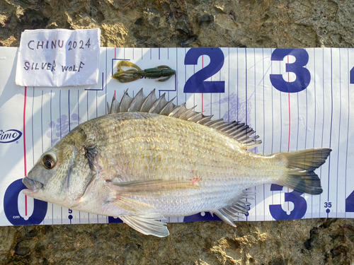 ミナミクロダイの釣果