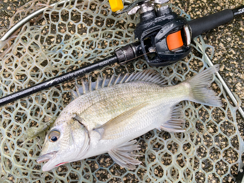 ミナミクロダイの釣果