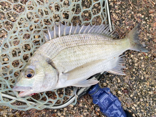 ミナミクロダイの釣果