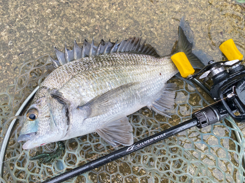 ミナミクロダイの釣果