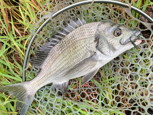 ミナミクロダイの釣果