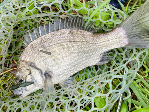 ミナミクロダイの釣果