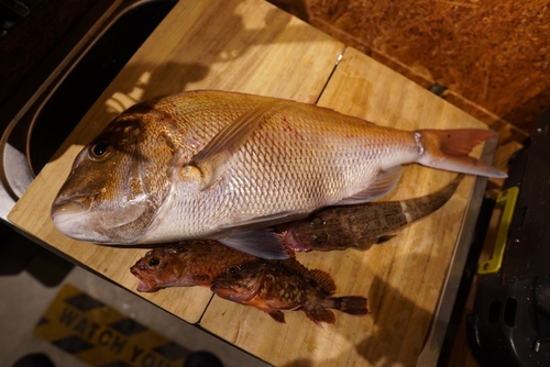 マダイの釣果