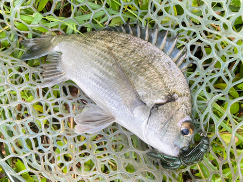 ミナミクロダイの釣果