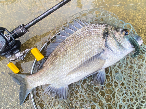 ミナミクロダイの釣果