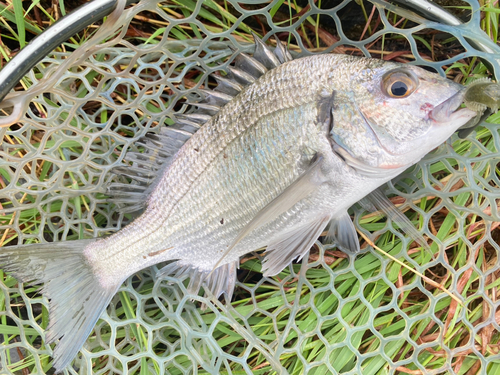 ミナミクロダイの釣果