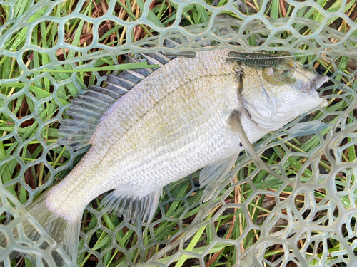 ミナミクロダイの釣果