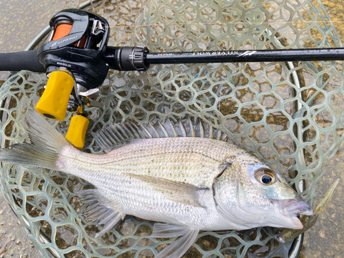 ミナミクロダイの釣果