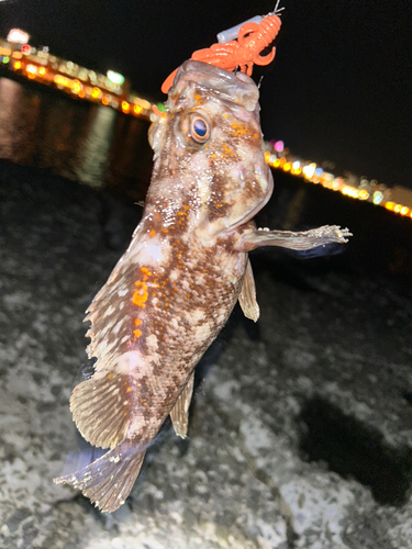 オウゴンムラソイの釣果