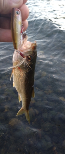 ハスの釣果